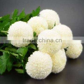 Newest best sell single stem chrysanthemum for decoration