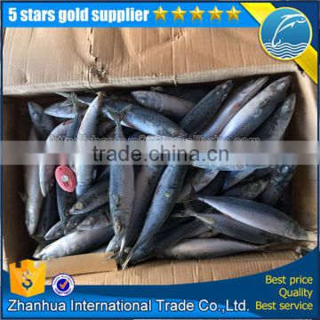 Mackerel for market seafrozen size hot sale price