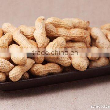 shandong peanut for export