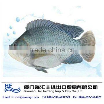 Good quality frozen tilapia on sale