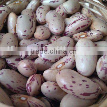 Long Shape Light Speckled kidney bean( New crop. heilongjiang origin,hps)