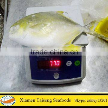 Frozen Golden Pompano Whole Round fish for U.S.A.