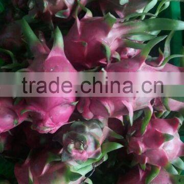 HOANG KIM VIETNAM EXPORT DRAGON FRUIT photo-2