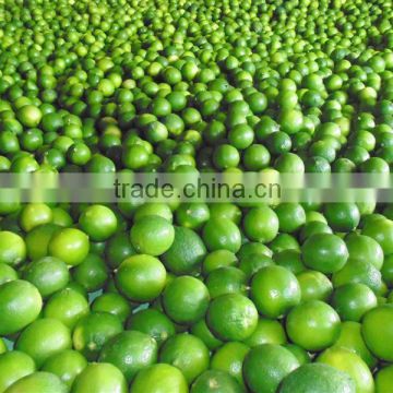 Fresh lime,Fresh green Lemon, Fresh seedless lime,