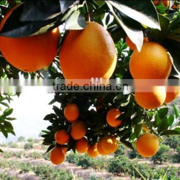 2015 Chinese nice best price of navel orange