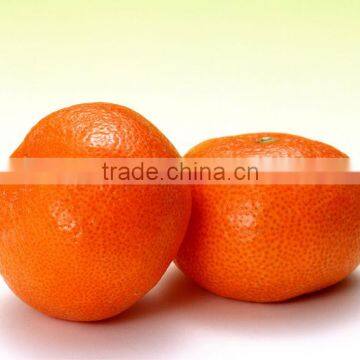 Fresh Citrus fruit baby mandarin