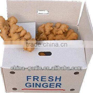 Buyer of Ginger (new season)