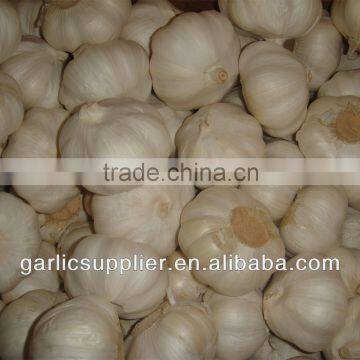 WHOLESALE GARLIC