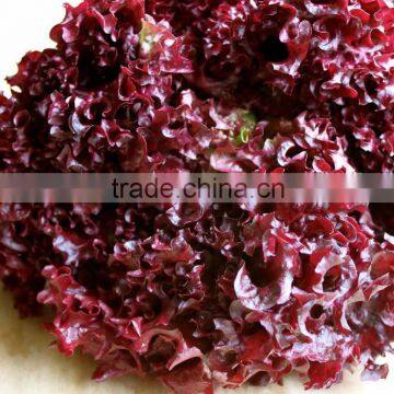 Lettuce Lollo Rosso seeds