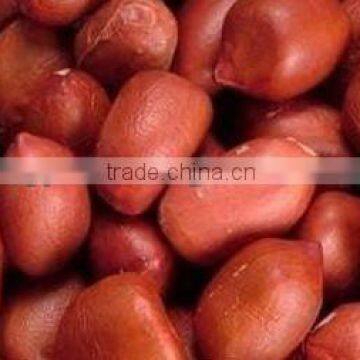 GROUNDNUT KERNEL OF BOLD