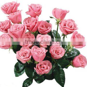 factory supply long stem fresh cut rose fresh cut flower