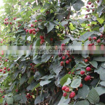 Raspberry Tree Seedling