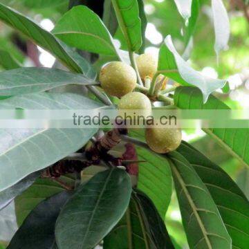 Natural Plants Ficus Annulata