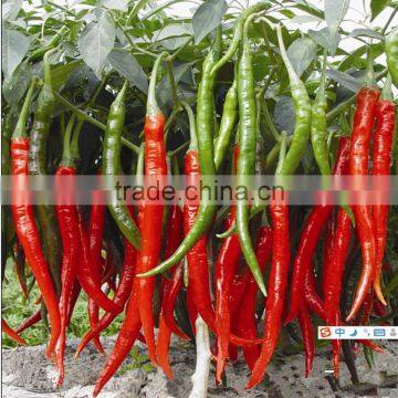 All Kinds Of Green /Red Hot Pepper Seeds Hot Chilli Seeds Vegeatable Seed for Sale photo-2