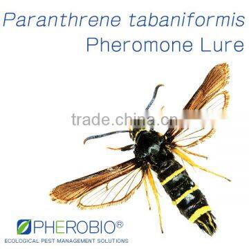 Pheromone lures of Paranthrene tabaniformis, the Dusky Clearwing Moth Sex Pheromone Attractant
