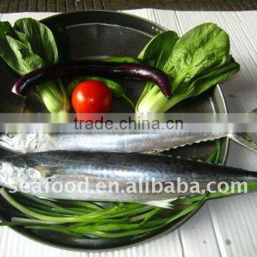 Good quality frozen Spanish Mackerel