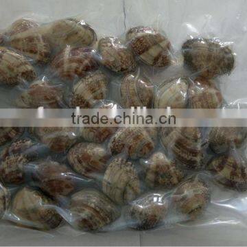 Short Necked Clam photo-3