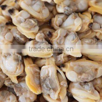 Frozen Boiled Baby Clam Meat photo-3