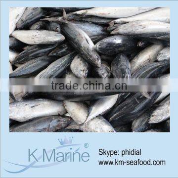 Fresh Bonito Fish For Market lot number#kmw4375