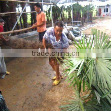 Trachycarpus fortunei windmill palms packing leaves