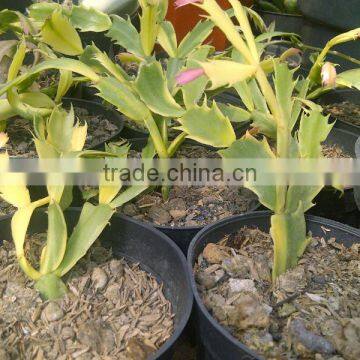 Schlumbergera Variegated Cactus Plant