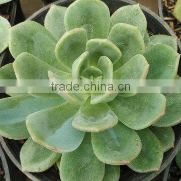 Echeveria elegan hybrid, decorative plants echeveria, succulent plants, tropical plant succulent