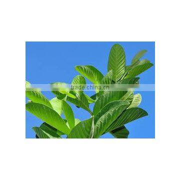 Guava Leaf