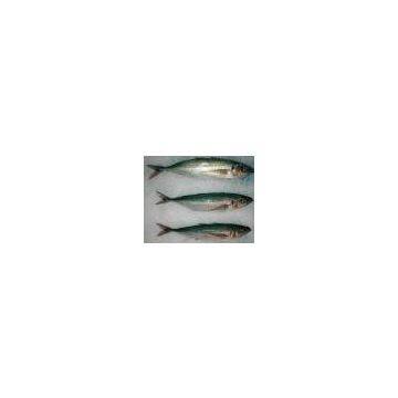 Sell Chilean Jack Mackerel (Chile)