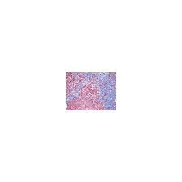5.0MP USB3.0 Digital Microscope Camera photo-2