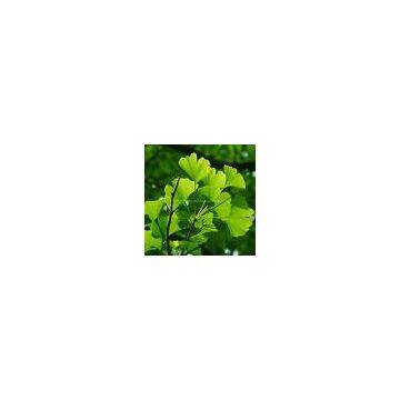 Ginkgo Biloba Extract