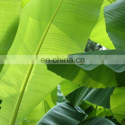 100% Natural Fresh Banana Leaf From Vietnam photo-3