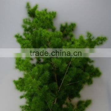 Low price fresh preserved Asparagus Myrioeladus