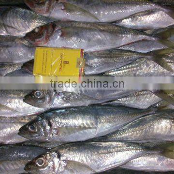 Factory Direct Marketing Frozen Horse Mackerel Fish