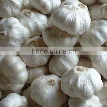 Chinese New Crop Red Garlic