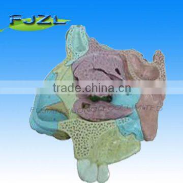 human Anatomy nose Nasal Cavity model