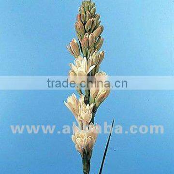 Tuberose