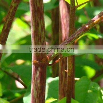 Giant Knotweed Extract