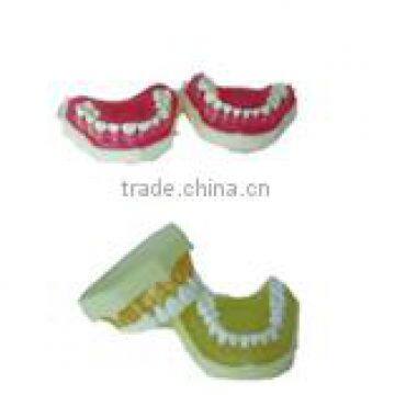 Human Dental Teaching Models Standard model (removable) AC-P26