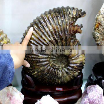 high quality natural rock ammonite fossils