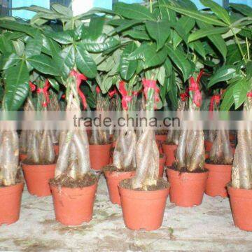 5 Braided Mini Pachira Macrocarpa Aquatica Bonsai Money Tree Plant Indoor Ornamental Decorative Potted Plants Nursery