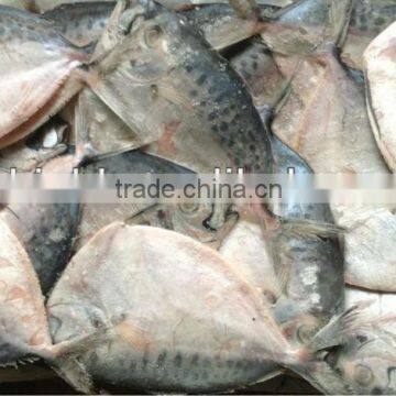 High quality frozen fish whole round moon fish 100-150g