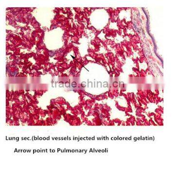 Medical Slides/ Prepared Microscope Histology Slides/Epithelium Sec. Slides photo-2