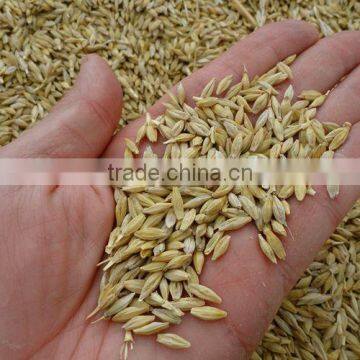 Barley Seeds