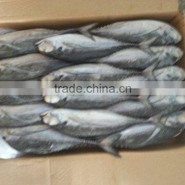 FROZEN HORSE MACKEREL WHOLE ROUND