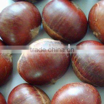 Fresh Chestnut Food