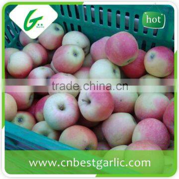 Higher Grade Fresh Delicious Royal Gala Apple photo-3