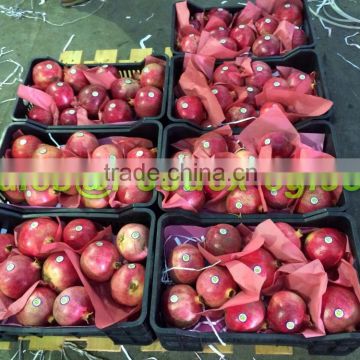 Fresh Egyptian Pomegarantes , large sizes