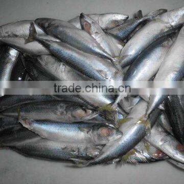 FROZEN MACKEREL FISH IN HIGH QUALITY FOR SALE