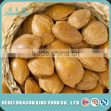 roasted opening apricot pit great snack bulk sale