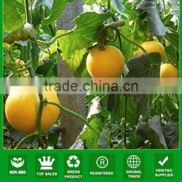 MSM22 Burly golden High Quality f1 hybrid sweet melon seeds price